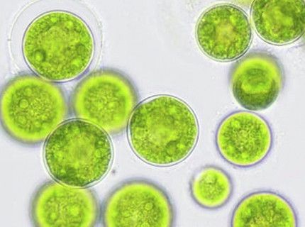 Plant cell culture media